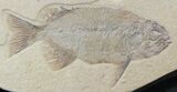 Phareodus & Knightia Fossil Fish - Wyoming #44543-4